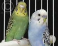 /album/periquito/peri-1-jpg/